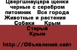 Цвергшнауцера щенки черные с серебром питомник - Все города Животные и растения » Собаки   . Крым,Старый Крым